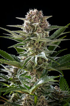 Cannabis-Samen : Pink Gelato - 4