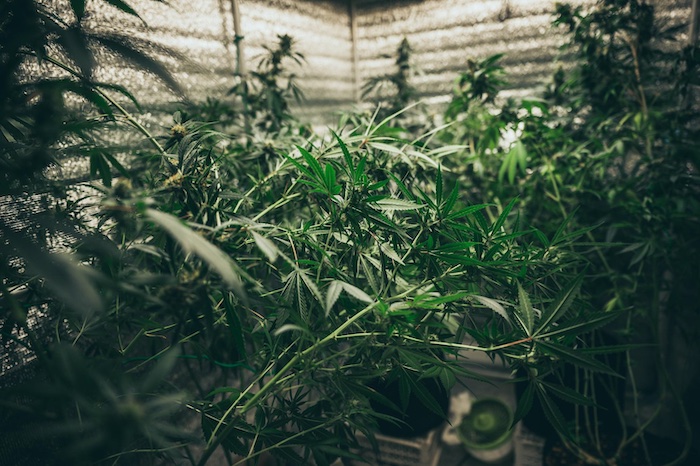 L’étirement du cannabis en intérieur : techniques pour des plantes plus compactes