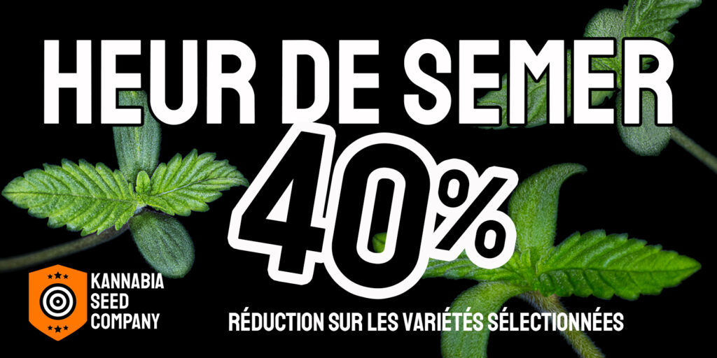 Quel est le meilleur moment pour faire germer des graines de cannabis et lancer la saison en extérieur ?