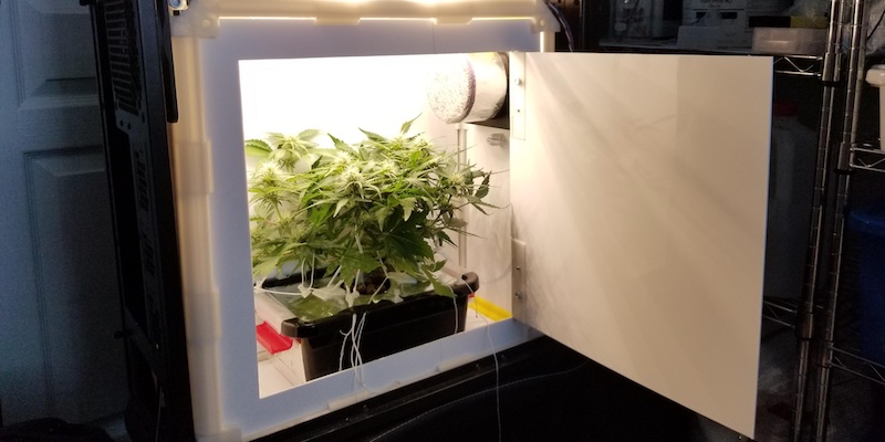 Cannabis micro-cultivation: how to get high-performance plants in really small spaces