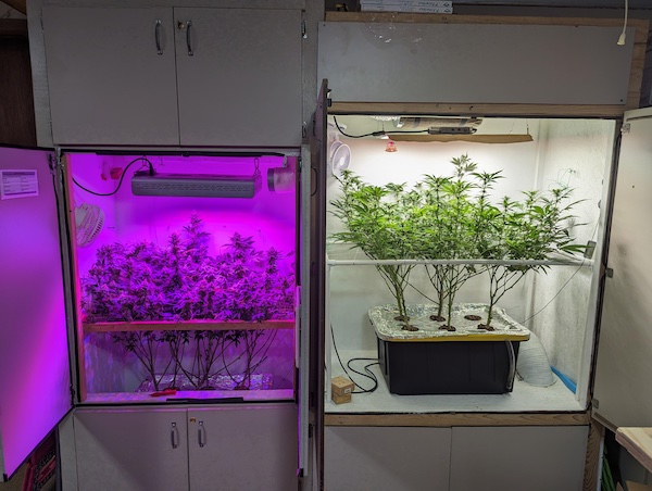 Cannabis micro-cultivation: how to get high-performance plants in really small spaces