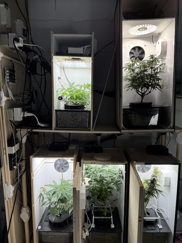 Cannabis micro-cultivation: how to get high-performance plants in really small spaces